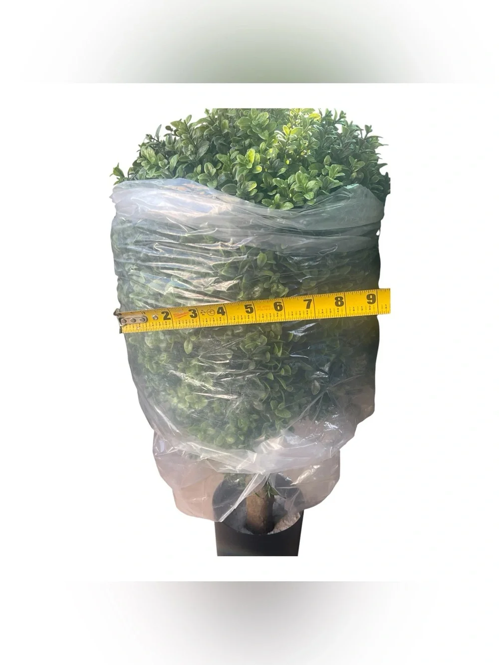 Set of 2 Artificial Boxwood Topiary Trees in Black Pots (24